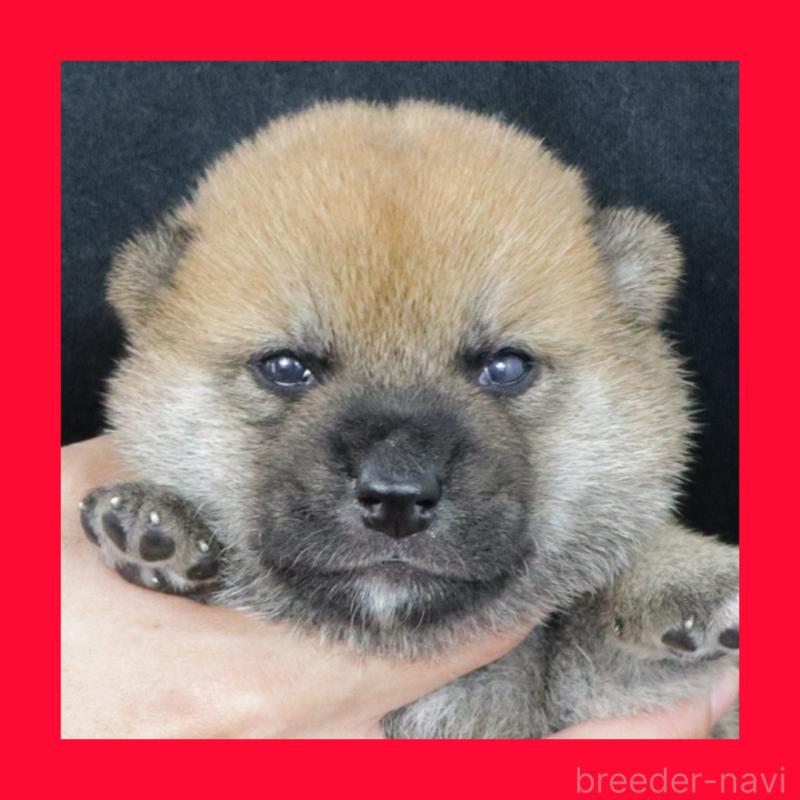 販売中の愛知県の柴犬-412183の1枚目